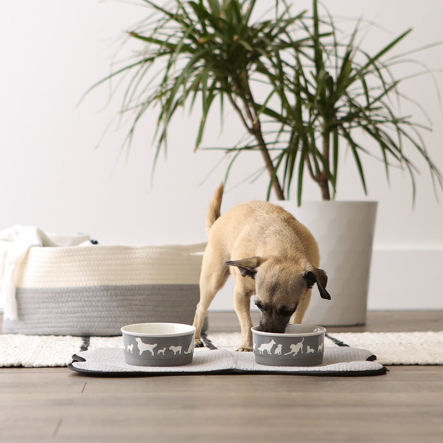 Gray Dog Show Pet Bowl Set of 2, Small - 3/4 C Capacity