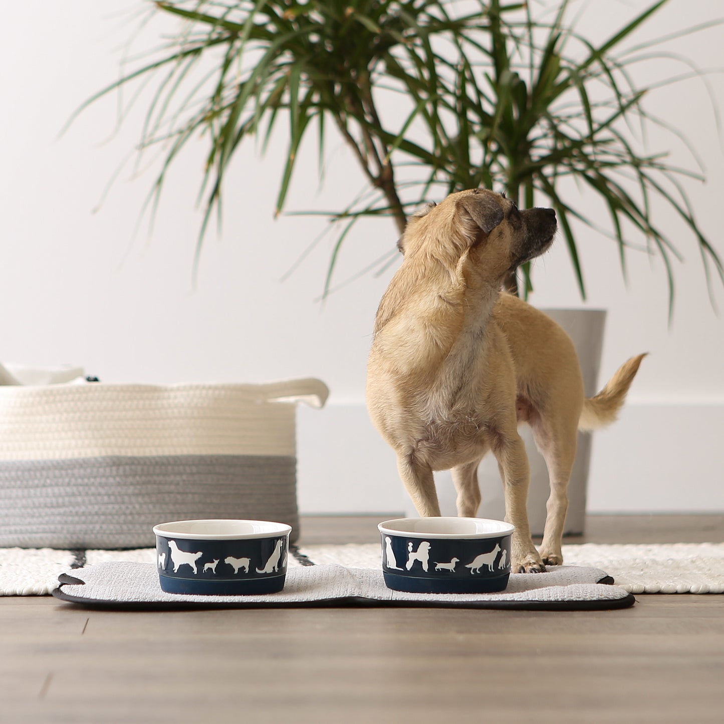 Navy Dog Show Pet Bowl Set/2, Small - 3/4 C Capacity