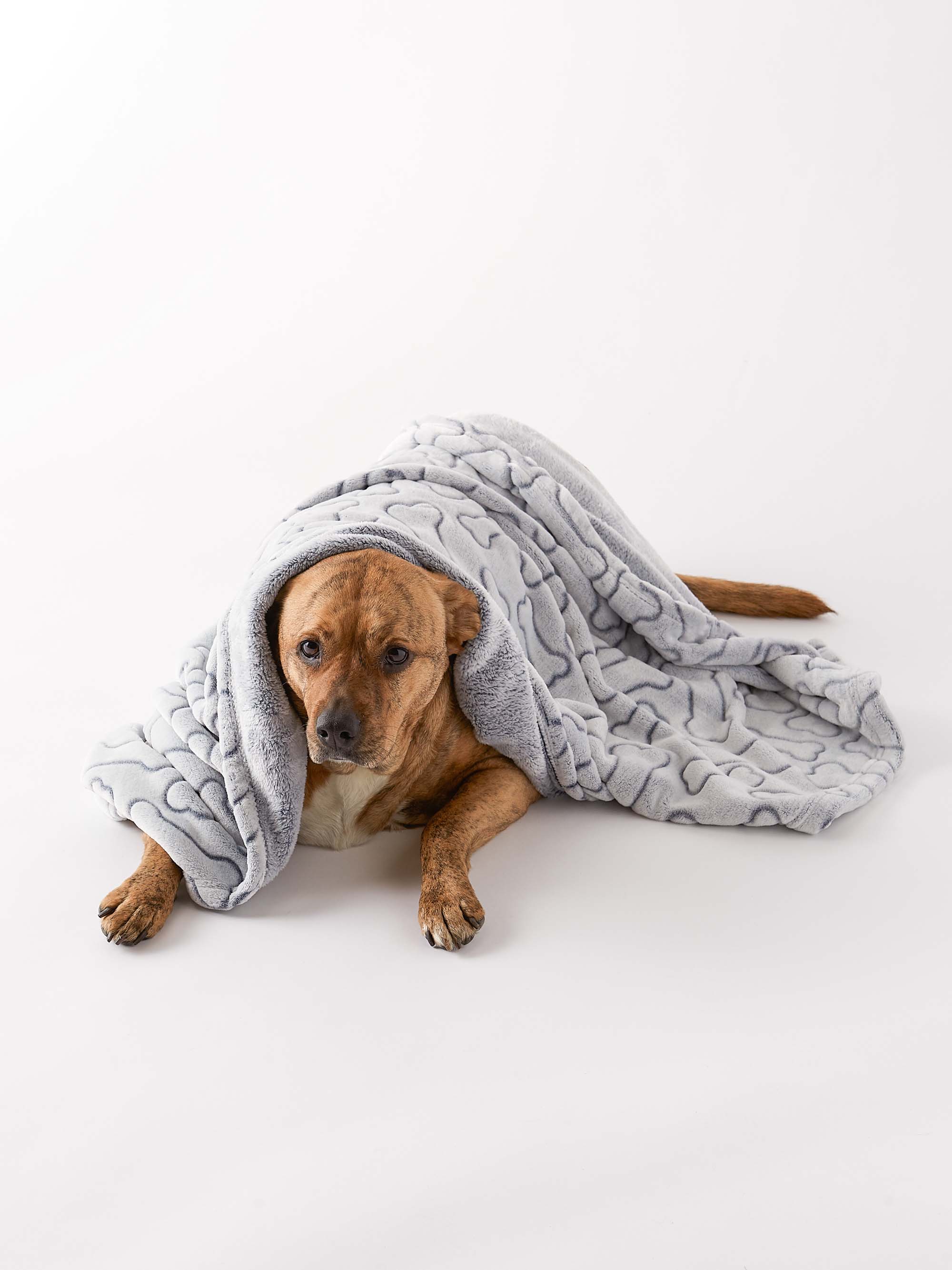 Pet Blankets BoneDry Pet