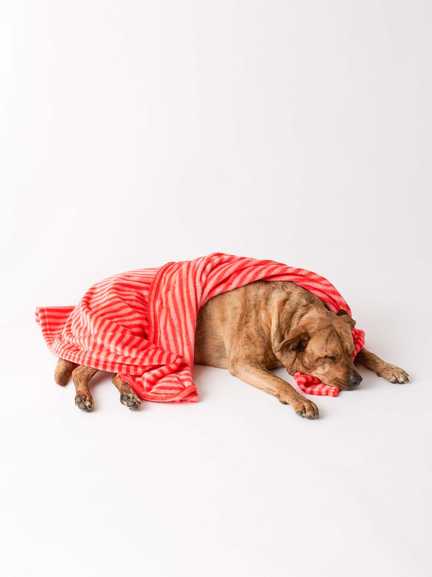 Bone Dry Fleece Pet Blanket, Embossed Bone Print, Red - 36x48"