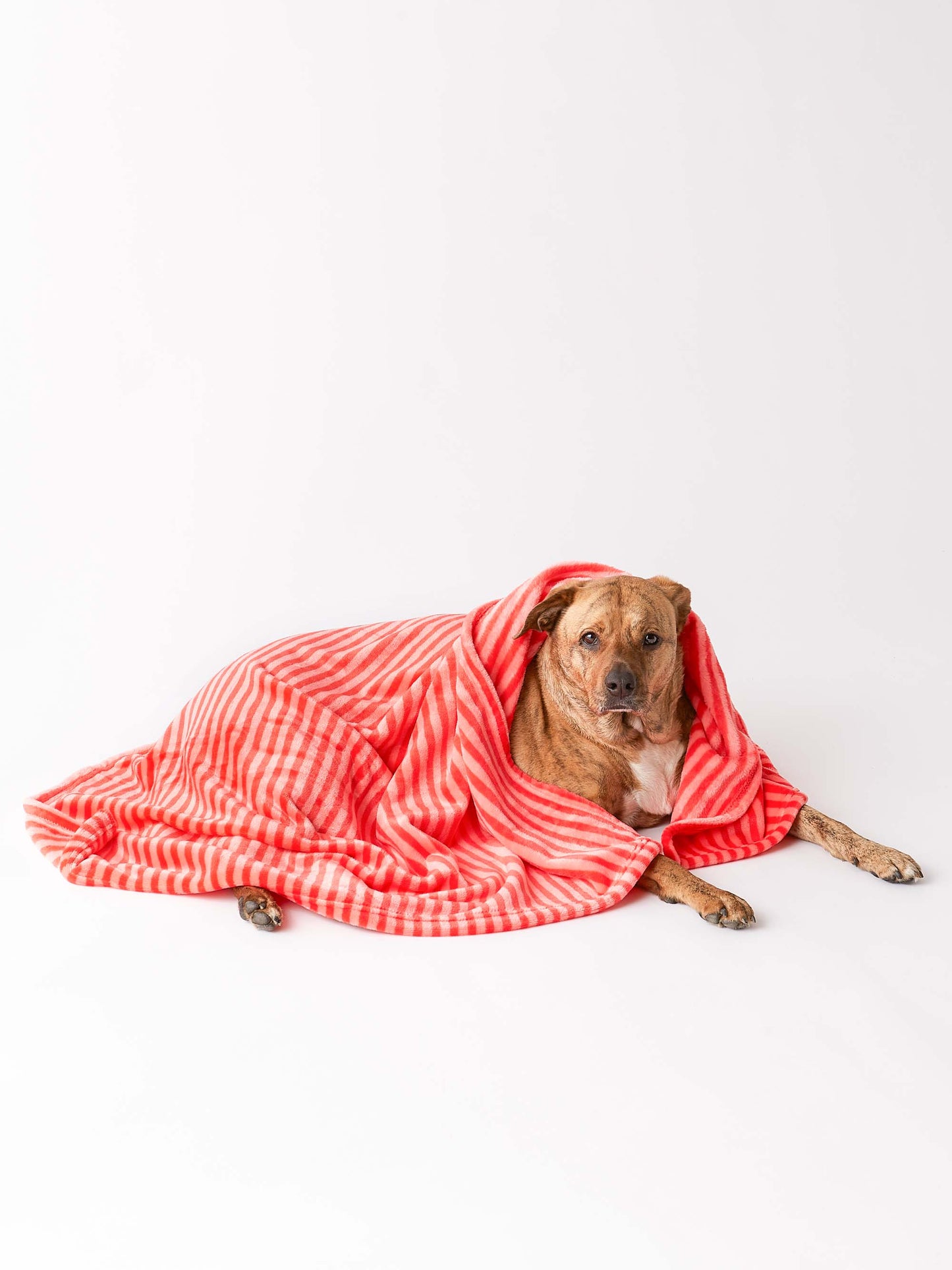 Bone Dry Fleece Pet Blanket, Embossed Bone Print, Red - 36x48"