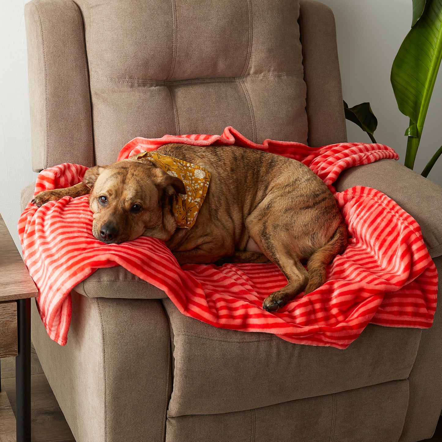 Bone Dry Fleece Pet Blanket, Embossed Bone Print, Red - 36x48"