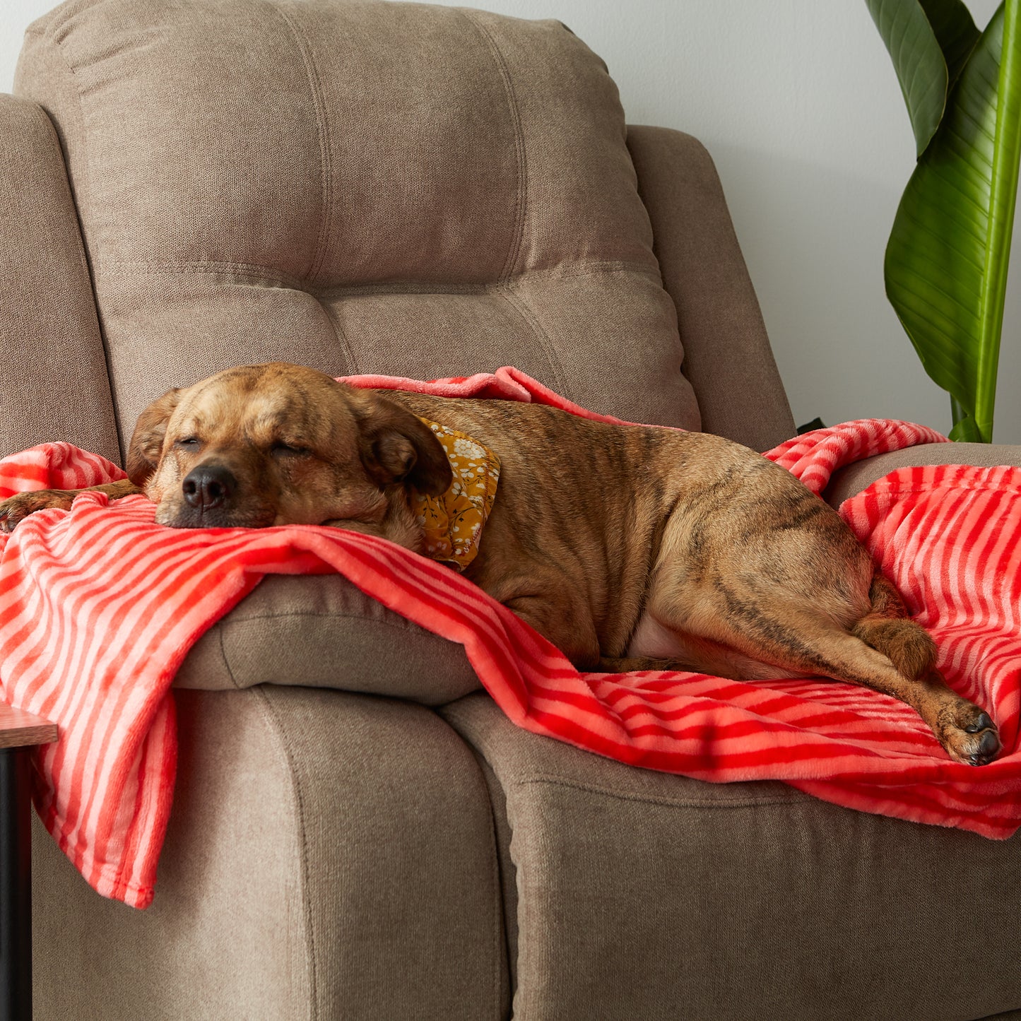 Bone Dry Fleece Pet Blanket, Embossed Bone Print, Red - 36x48"